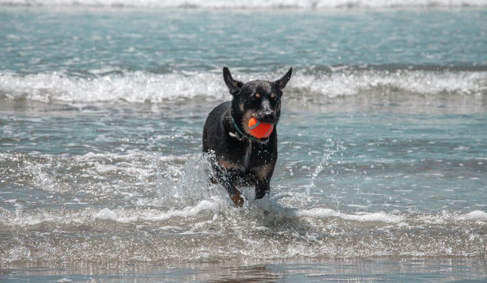 O teu cão adora água? Estas são 8 praias pet friendly em Portugal