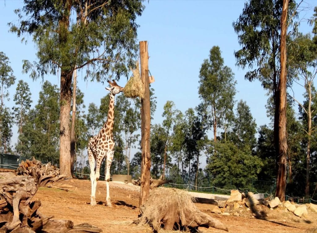 O Zoo Santo Inácio é um dos sítios que vale a pena visitar em Vila Nova de Gaia