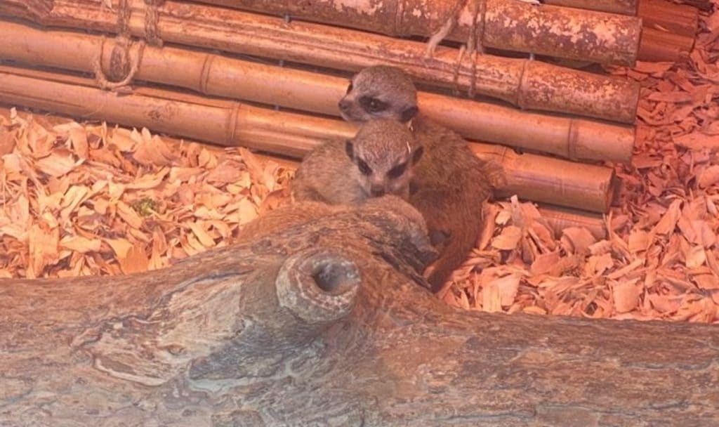 O Zoo Santo Inácio, em Vila Nova de Gaia, dá as boas-vindas a três crias suricatas