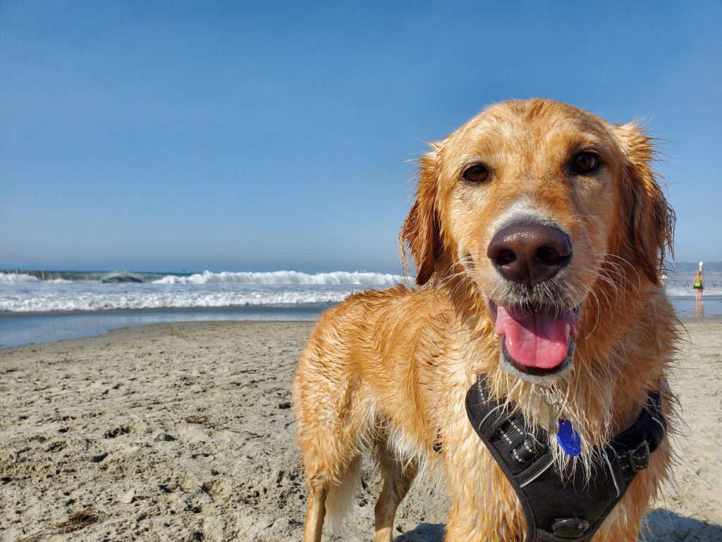 A Praia de Brito, em Vila Nova de Gaia, é agora oficialmente um espaço pet friendly