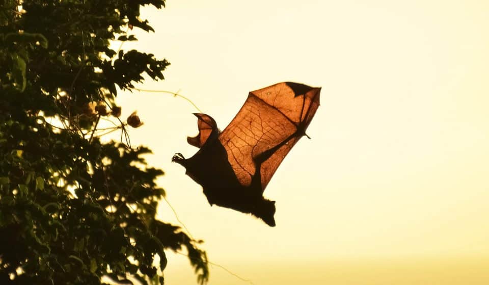 As “Noites de Morcegos” estão de volta aos jardins do Porto