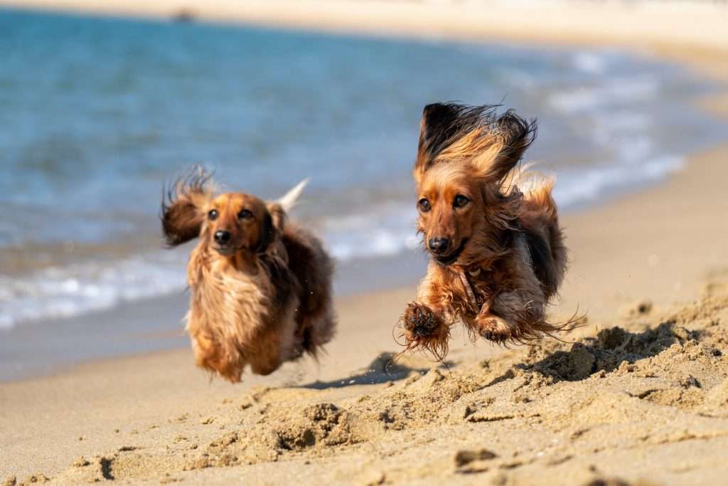 A Praia de Brito, em Vila Nova de Gaia, é agora oficialmente um espaço pet friendly