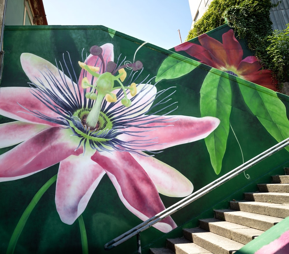 Novo mural de arte urbana no Porto, na Escadaria do Monte Tadeu