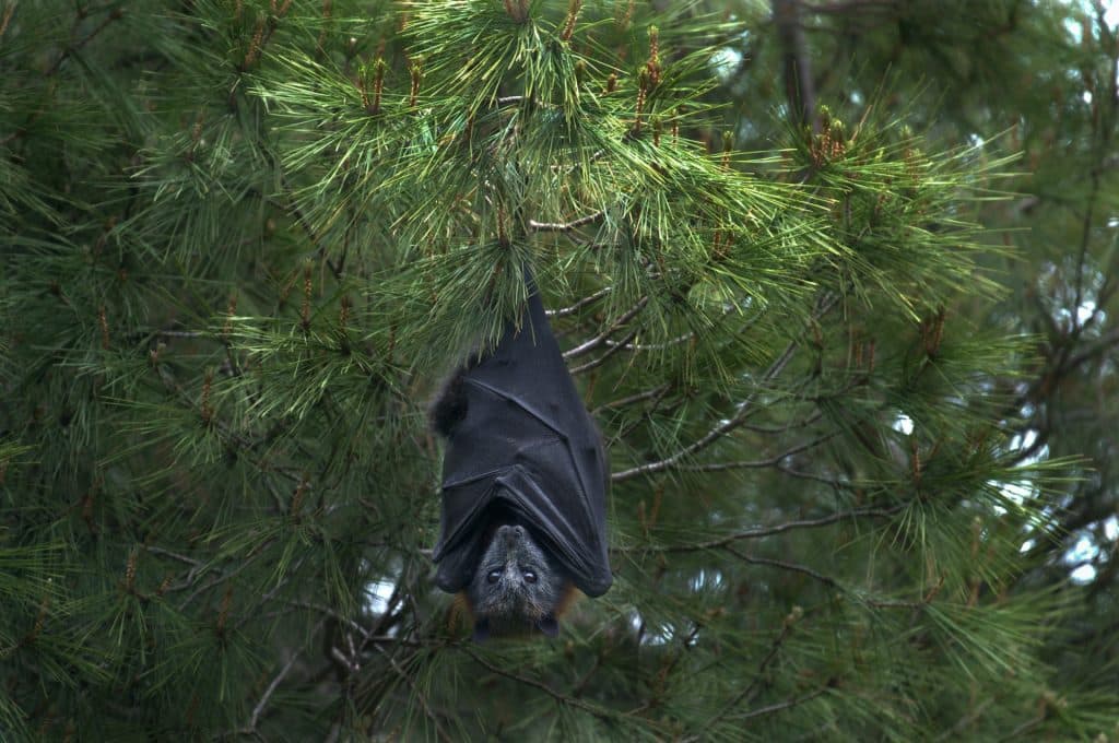 "Noites de Morcegos" decorrem até 19 de agosto