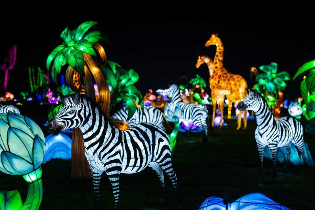 O festival Luzes Selvagens vai iluminar o Zoo Santo Inácio até fevereiro de 2023