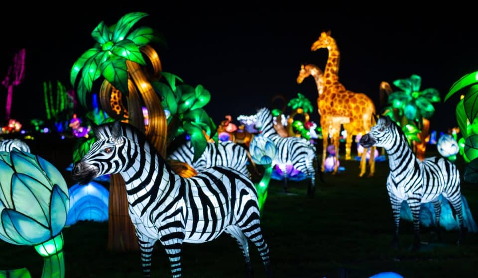 Zoo Santo Inácio acolhe o festival “Luzes Selvagens” a partir de setembro