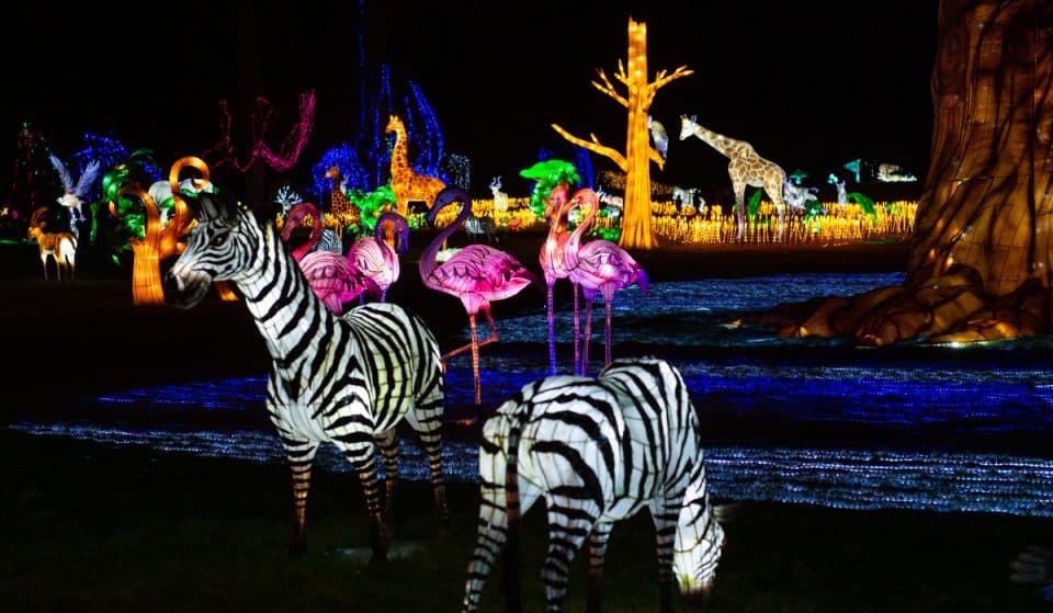 Zoo Santo Inácio: magia das “Luzes Selvagens” brilha até 26 de fevereiro