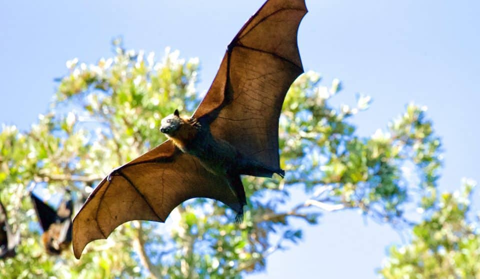 Oficina de verão “Morcegos para miúdos” chega à Quinta do Covelo