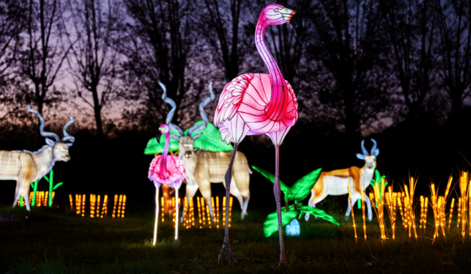 Luzes Selvagens: mais de 550 figuras vão iluminar as noites no Zoo Santo Inácio