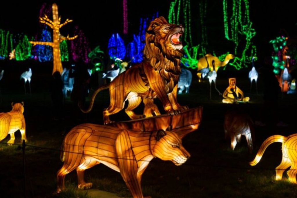 O Festival Luzes Selvagens está no Zoo Santo Inácio até fevereiro de 2023