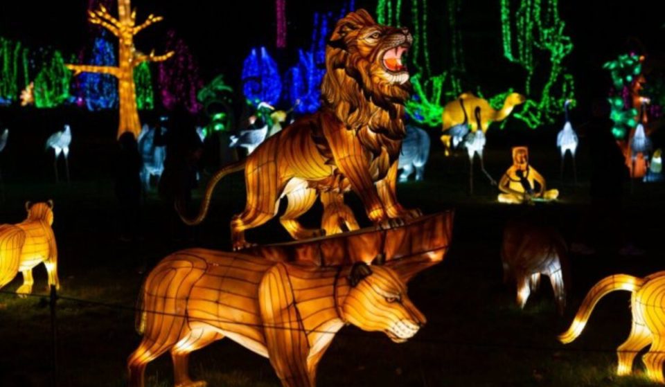 Zoo Santo Inácio: magia das “Luzes Selvagens” começa a brilhar mais cedo