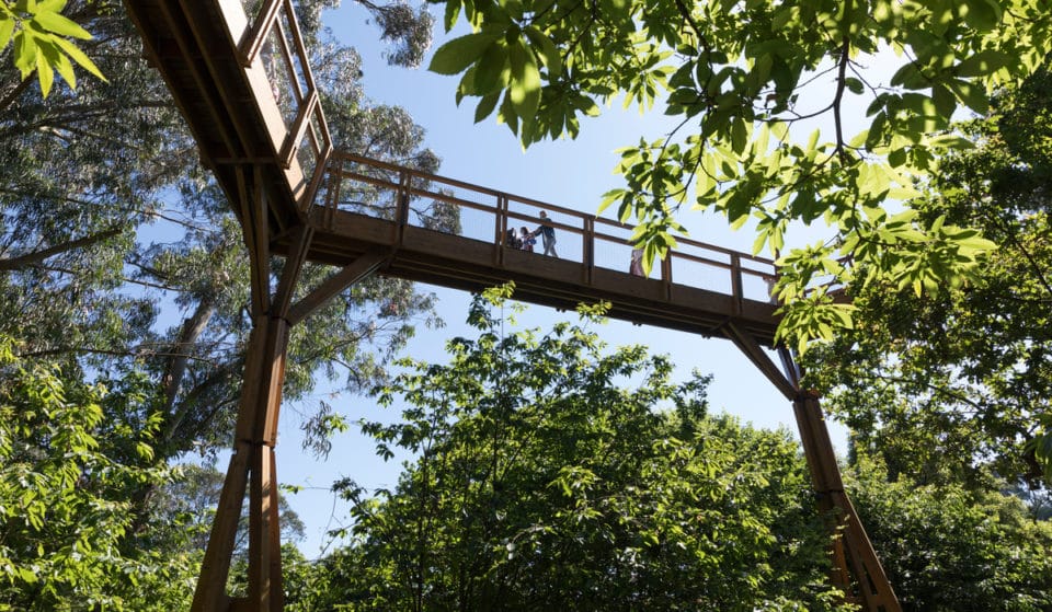 Treetop Walk Serralves: um passeio incrível nas alturas por entre as copas das árvores