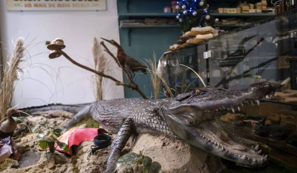 Casa Crocodilo: a loja histórica com a ‘mascote’ mais inusitada do Porto