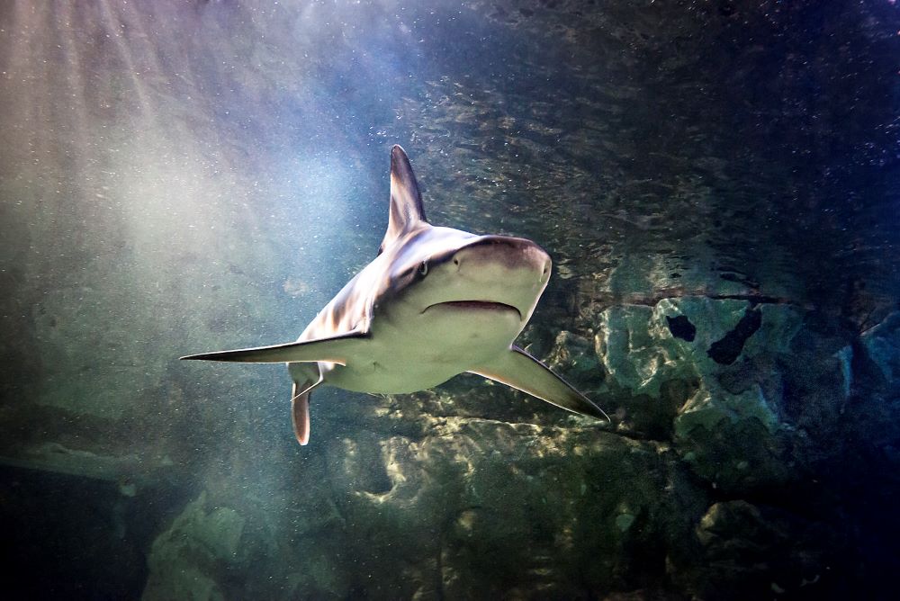 O Sea Life Porto conta com uma iniciativa nova chamada Sharklife