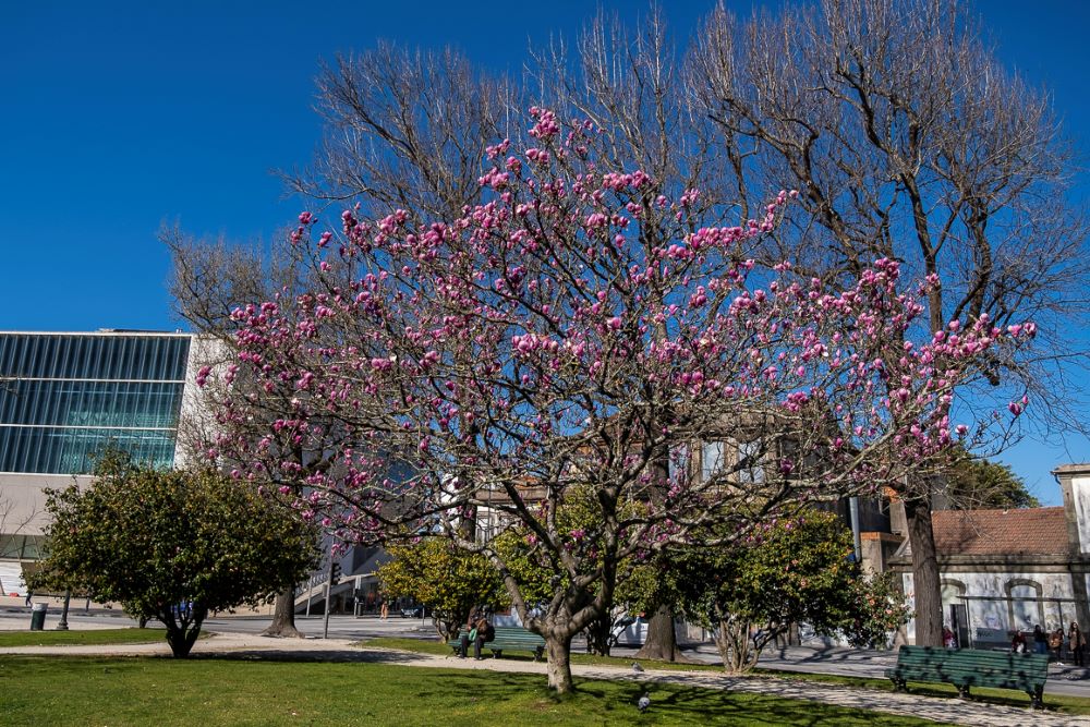 As magnólias em flor enchem de cor a cidade do Porto