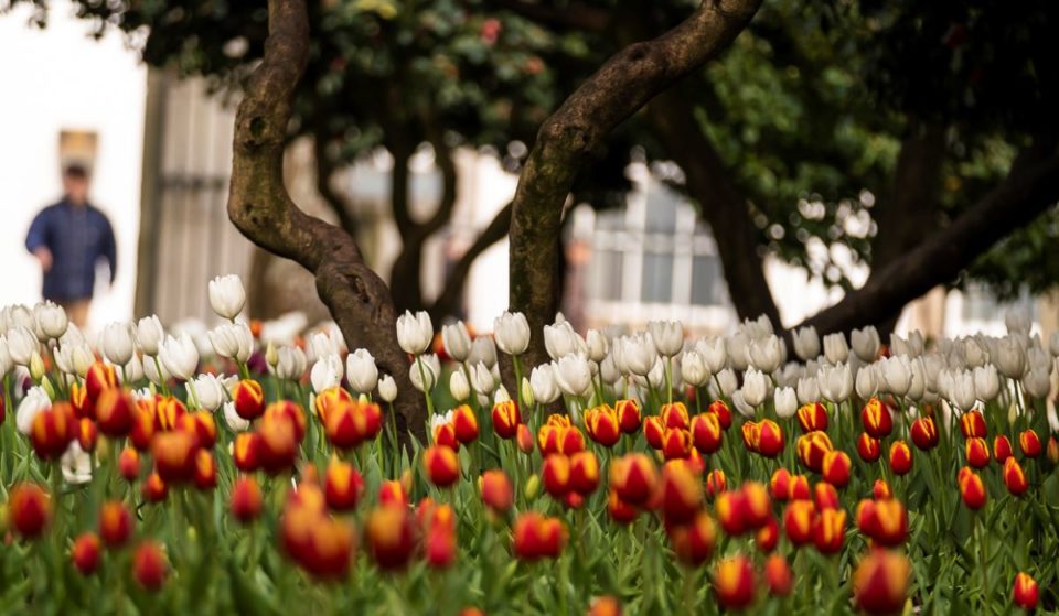 Estas tulipas dão as boas-vindas à primavera e enchem os jardins do Porto de cor