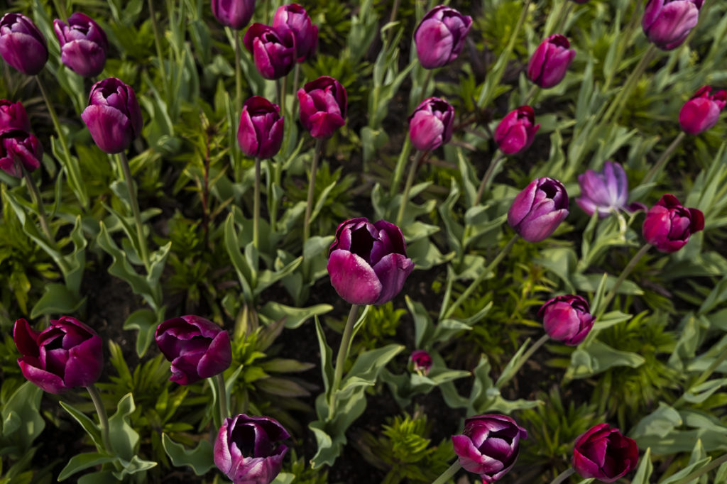 As tulipas enchem de vida e cor os jardins do Porto