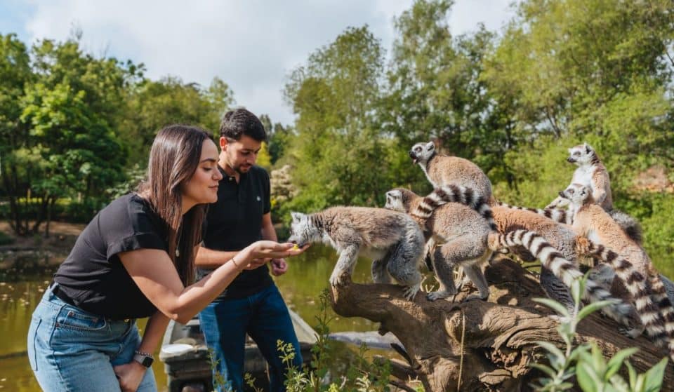 Há experiências VIP no Zoo Santo Inácio para descobrir de perto o mundo animal
