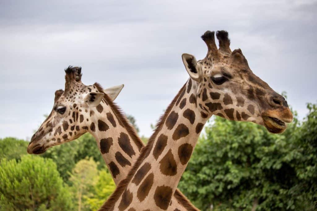 Girafas num jardim zoológico é algo que também podes ver perto do Porto