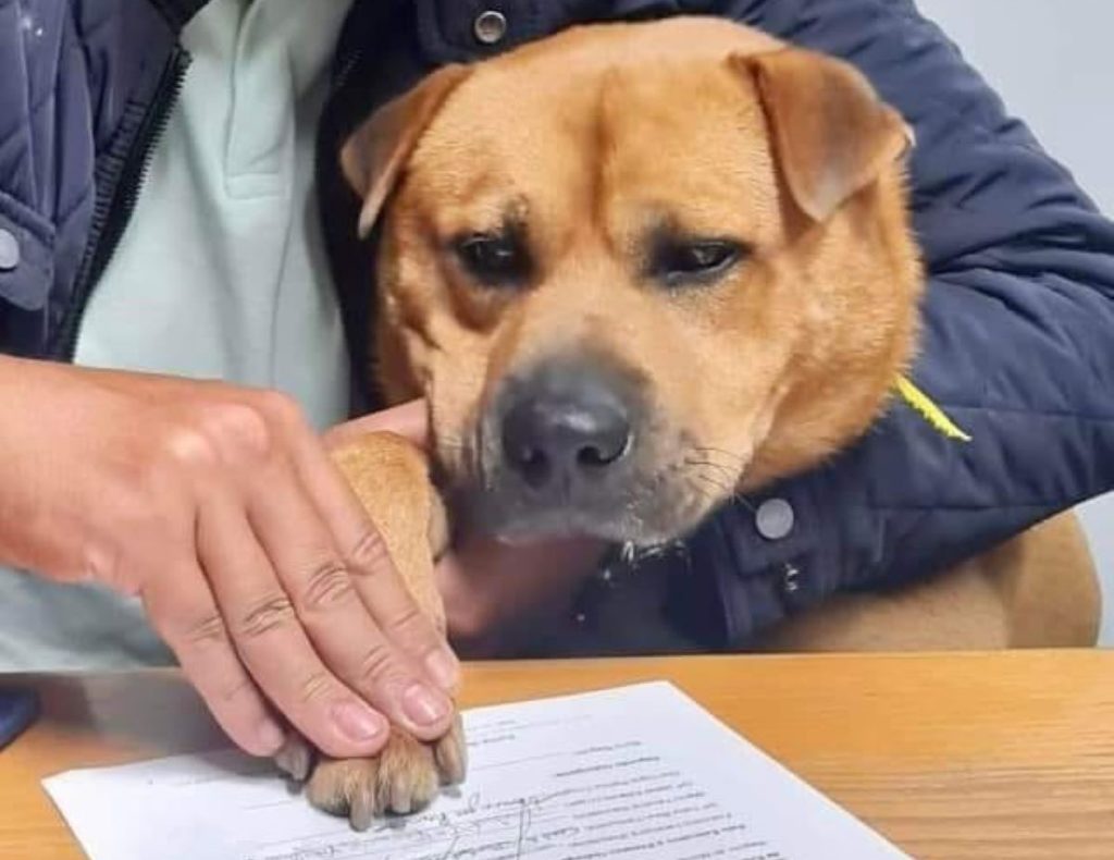O cão Boris é a mais recente contratação da Junta de Freguesia de Baguim do Monte, em Gondomar