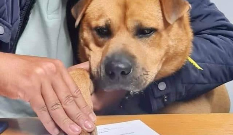 Este cão é a mais recente contratação da Junta de Baguim do Monte, em Gondomar