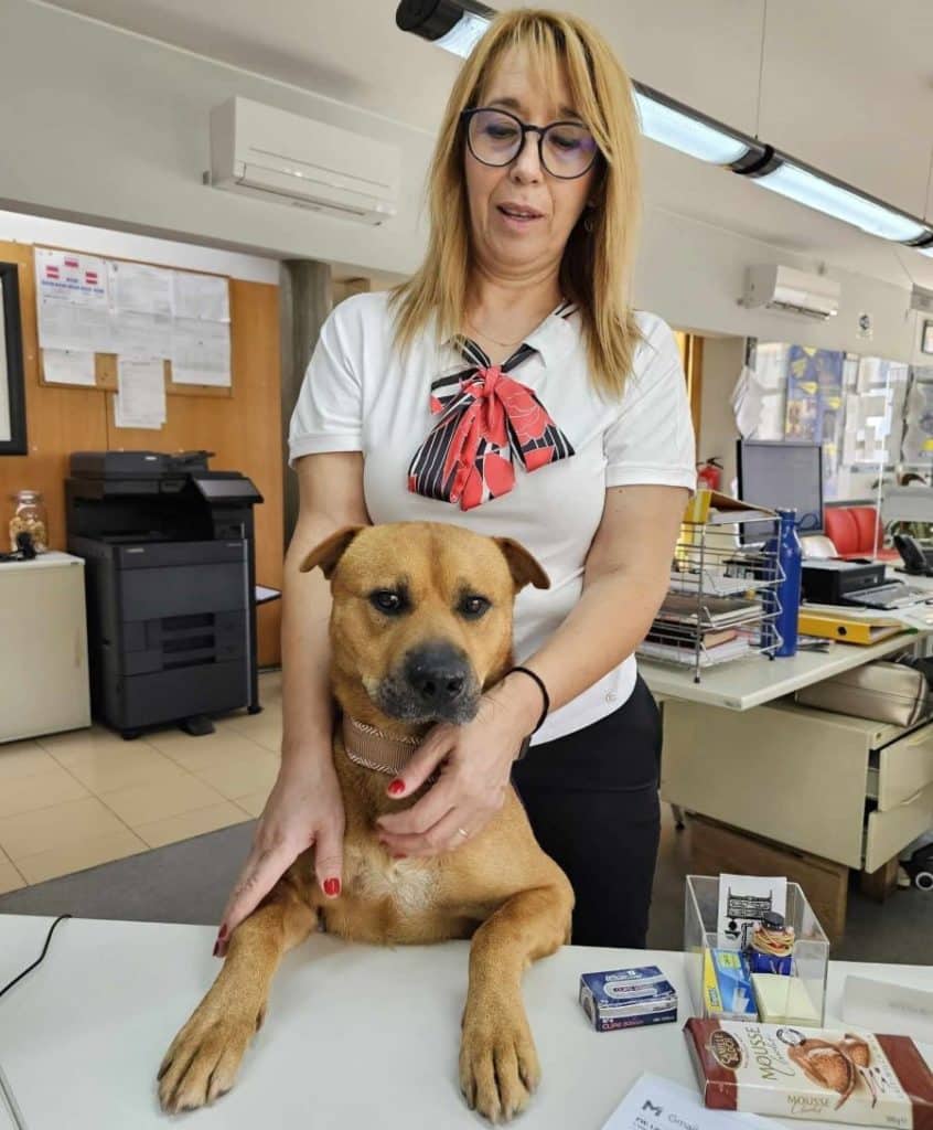 O cão Boris é a mais recente contratação da Junta de Freguesia de Baguim do Monte, em Gondomar